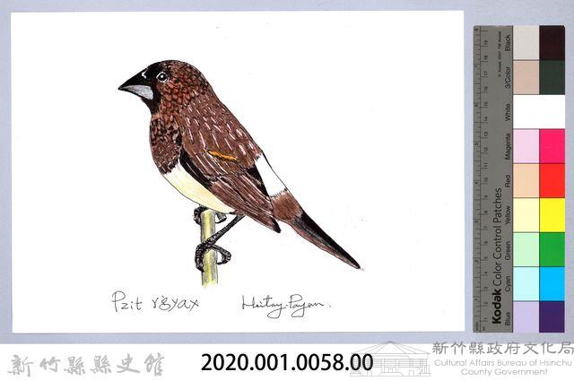 泰雅文物畫冊1-60白腰文鳥藏品圖，第2張