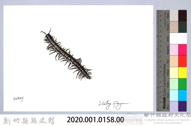 泰雅文物畫冊1-156粗直形馬陸藏品圖，第2張