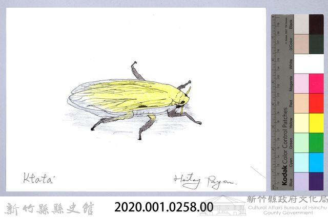 泰雅文物畫冊3-12葉蟬-1藏品圖，第2張