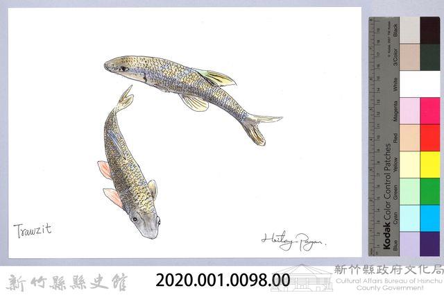 泰雅文物畫冊1-100台灣石（魚賓）-2藏品圖，第2張