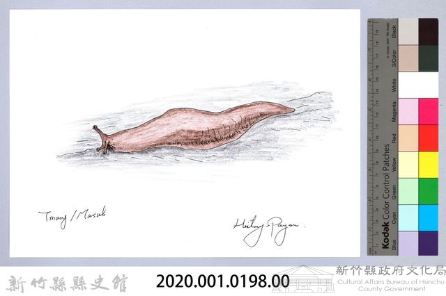 泰雅文物畫冊2-10皺足蛞蝓藏品圖，第2張