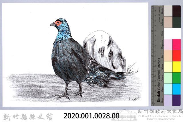 泰雅文物畫冊1-29公帝雉藏品圖，第2張