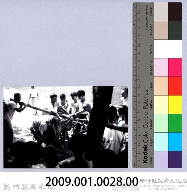  綑豬仔─竹東藏品圖，第2張