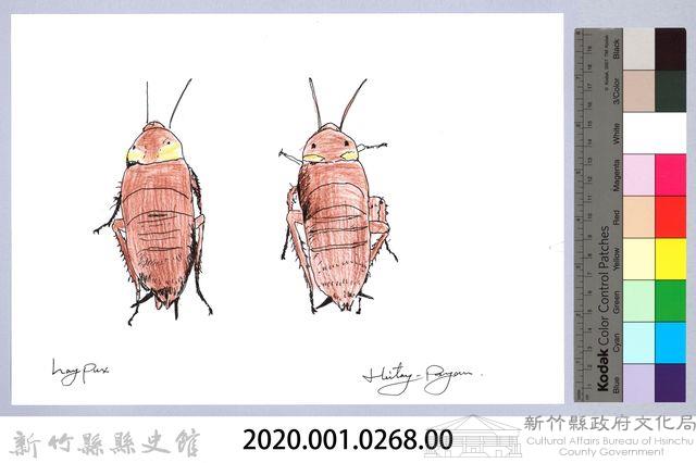 泰雅文物畫冊3-23美洲家蠊藏品圖，第2張