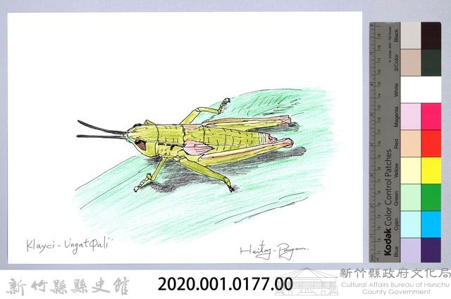 泰雅文物畫冊1-178小翅稻蝗藏品圖，第2張