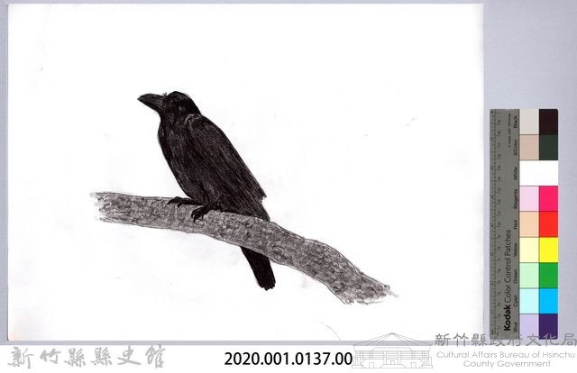 黑帶巴彥圖稿-3家烏鴉藏品圖，第2張