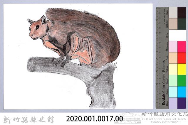 泰雅文物畫冊1-17赤面鼯鼠藏品圖，第2張