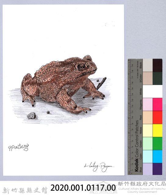 泰雅文物畫冊1-135黑眶蟾蜍-1藏品圖，第2張