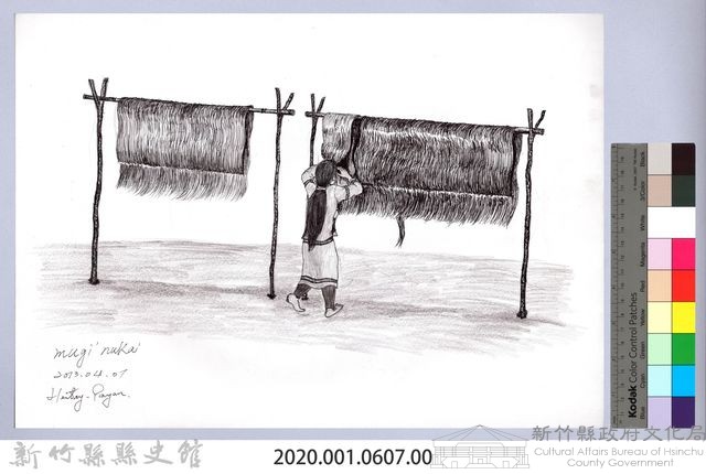 黑帶巴彥畫冊-61採收苧麻4：曬苧麻纖維藏品圖，第2張