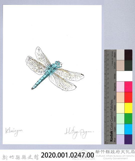 泰雅文物畫冊3-1金黃蜻蜓藏品圖，第2張