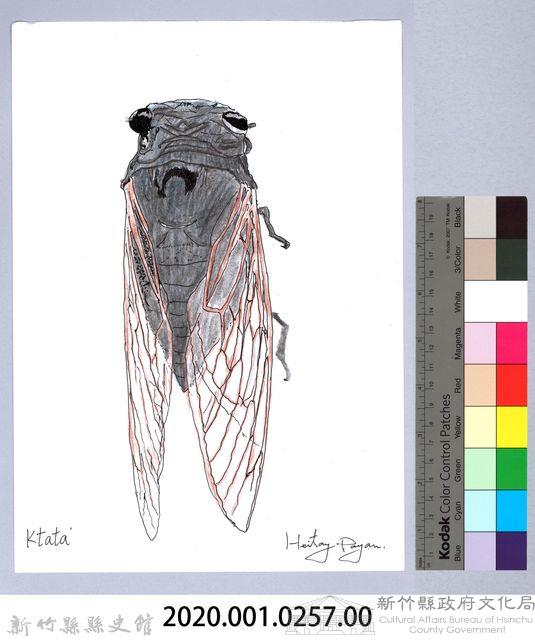 泰雅文物畫冊3-11紅脈熊蟬藏品圖，第2張