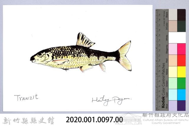泰雅文物畫冊1-99台灣石（魚賓）-1藏品圖，第2張