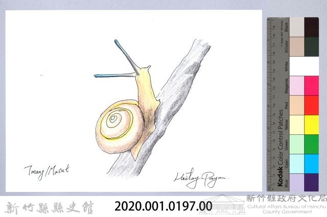 泰雅文物畫冊2-9白高腰蝸牛藏品圖，第2張
