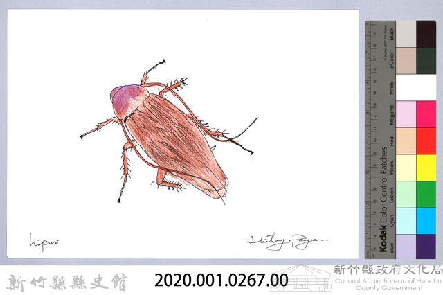 泰雅文物畫冊3-22棕色家蠊藏品圖，第2張
