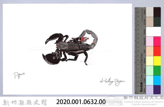 泰雅文物畫冊1-160非洲帝王蠍藏品圖，第2張