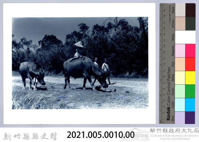 牧童與水牛藏品圖，第2張