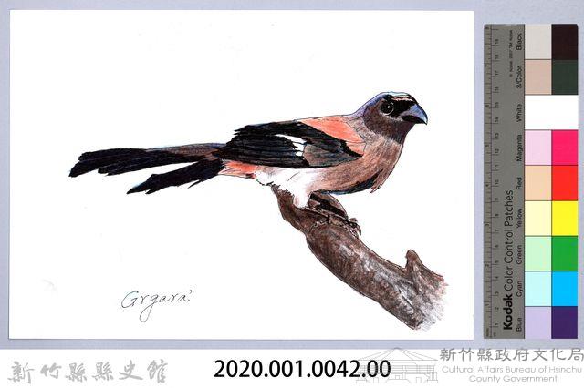 泰雅文物畫冊1-43灰樹鵲藏品圖，第2張