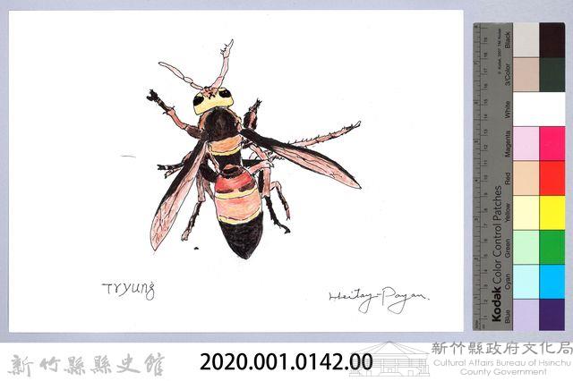 泰雅文物畫冊1-黑尾虎頭蜂-2藏品圖，第2張