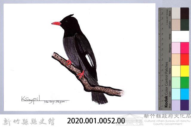 泰雅文物畫冊1-54紅嘴黑鵯藏品圖，第2張