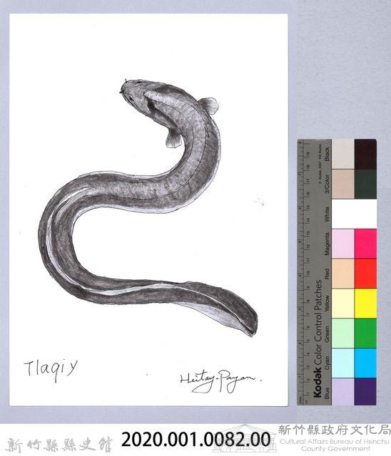 泰雅文物畫冊1-84白鰻-2藏品圖，第2張