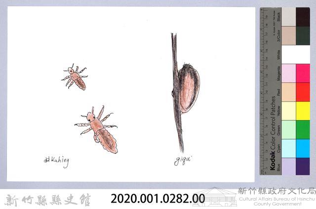 泰雅文物畫冊3-37頭蝨-3藏品圖，第2張