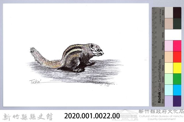 泰雅文物畫冊1-22條紋松鼠藏品圖，第2張