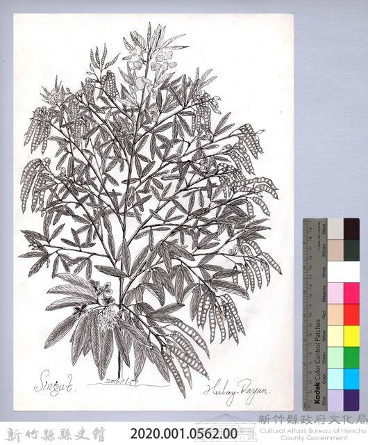 黑帶巴彥畫冊-69作物耕種：樹豆藏品圖，第2張