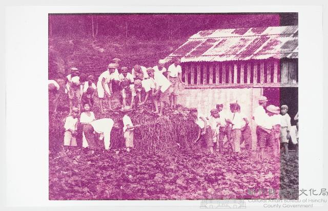 舊照片「學生農訓」藏品圖，第1張