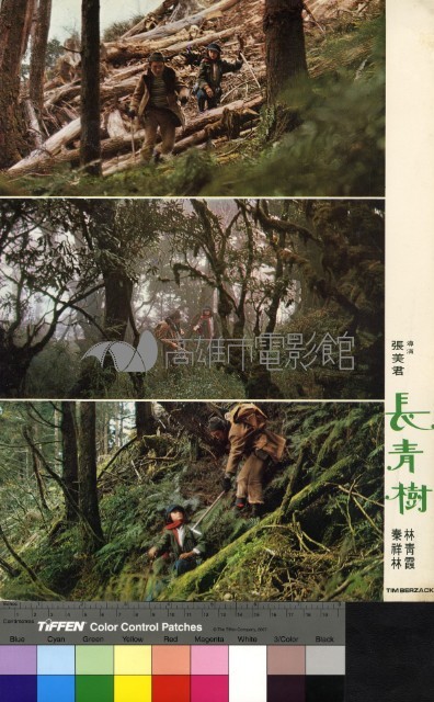 長青樹(彩色)藏品圖，第1張