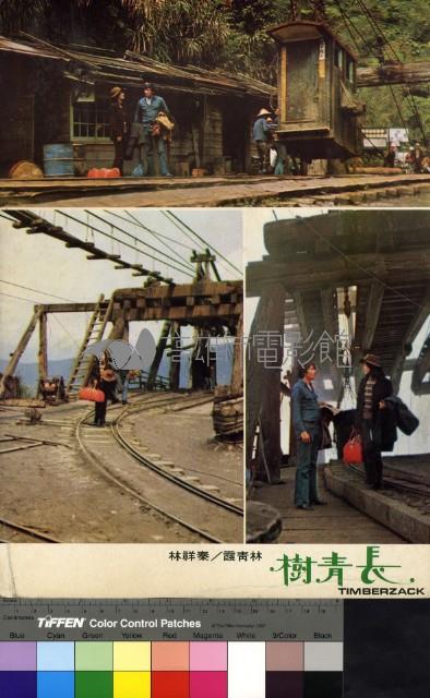 長青樹(彩色)藏品圖，第1張