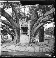 古樹與小廟藏品圖，第1張