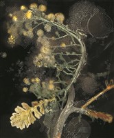 2010植物誌二，塑膠艾納香藏品圖，第1張