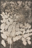 植物史-8藏品圖，第1張