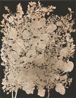 原植物-3藏品圖，第1張