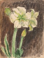 孤挺花藏品圖，第1張