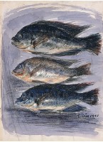 吳郭魚藏品圖，第1張