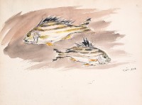 花身魚藏品圖，第1張