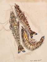 蝦(一)藏品圖，第1張