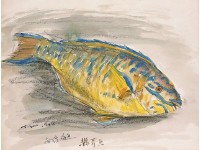鸚哥魚藏品圖，第1張
