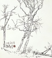 雙春木麻黃的圖片