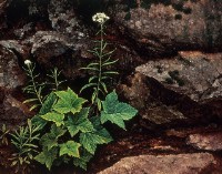 溪畔藏品圖，第1張