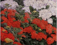 洋繡球花藏品圖，第1張