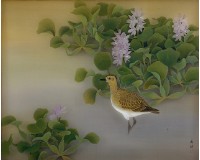 金斑鴴藏品圖，第1張