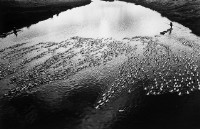 鴨群藏品圖，第1張