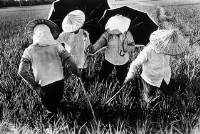 稻田旋律的圖片