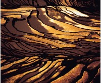 梯田的圖片