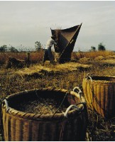 秋收藏品圖，第1張