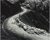 荒山野牧的圖片
