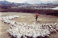 養鴨人家藏品圖，第1張