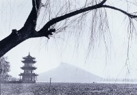 蓮池垂柳掩半屏的圖片